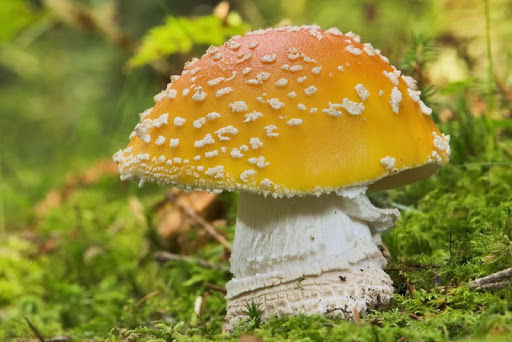 Amanita Mushrooms Wallpapers