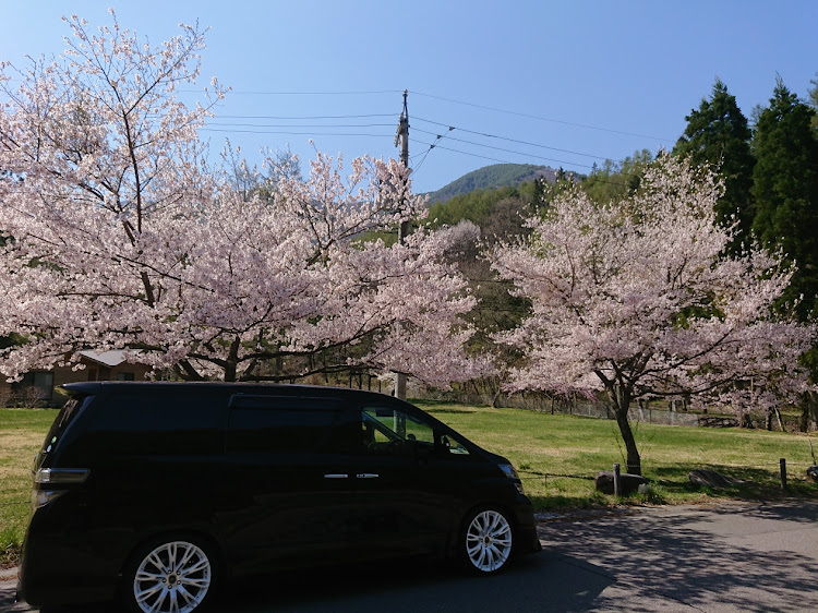 ヴェルファイアの洗車・お花見に関するカスタム事例の投稿画像1枚目