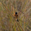 African stonechat or common stonechat