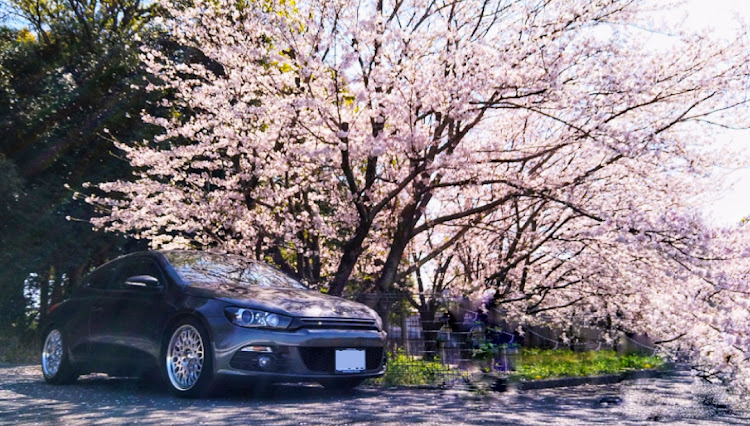 シロッコのシロッコ2.0TSI・おかえり・全塗装・桜とコラボ・目指せPickUpCarsに関するカスタム事例の投稿画像5枚目