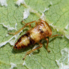 Nymph