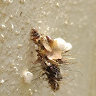 Bagworm moth larvae