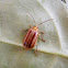 Exora Leaf Beetle