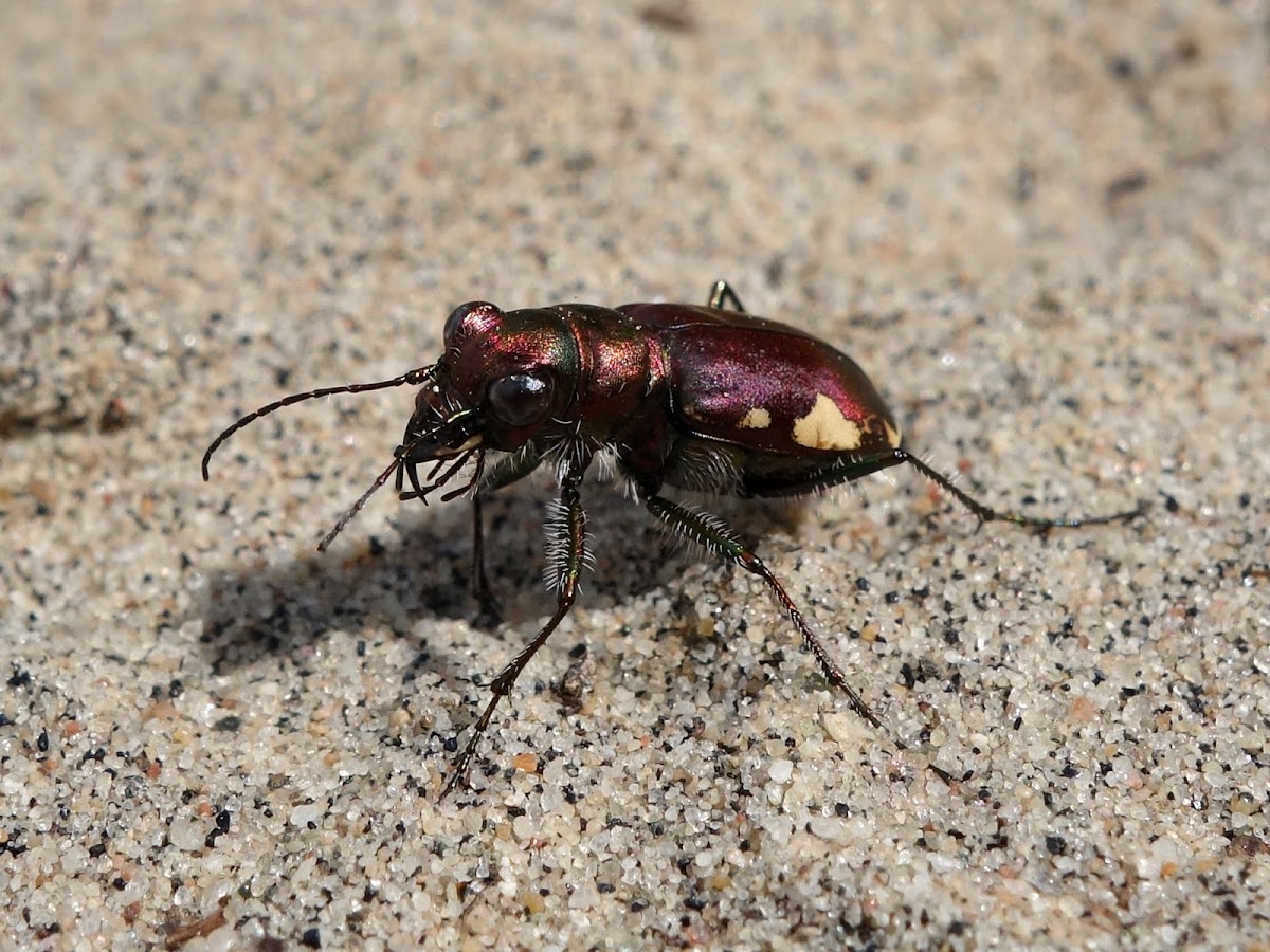 Festive Tiger Beetle