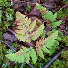 Nahanni Oak Fern