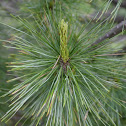 White pine