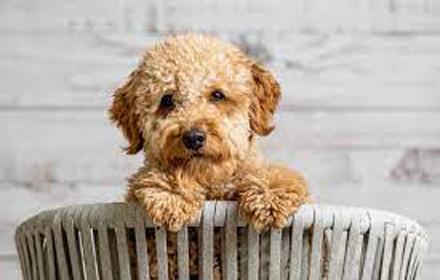 Dog Cuties small promo image