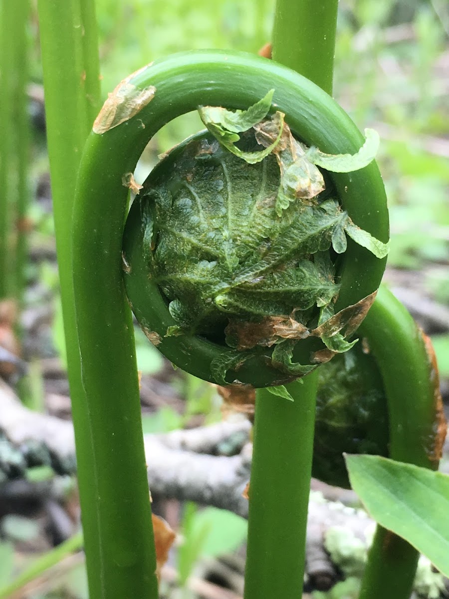 Ostrich Fern