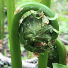 Ostrich Fern