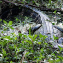 American Alligator