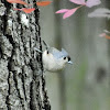 Tufted titmouse