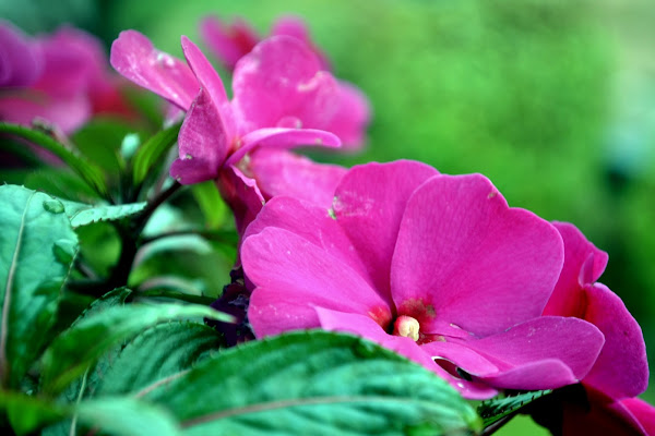 impatiens walleriana hook di pavel956