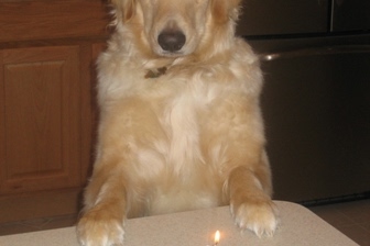 Peanut Butter Banana Cake for Dogs