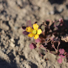 Creeping Woodsorrel