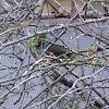 Blackcap; Curruca Capirotada