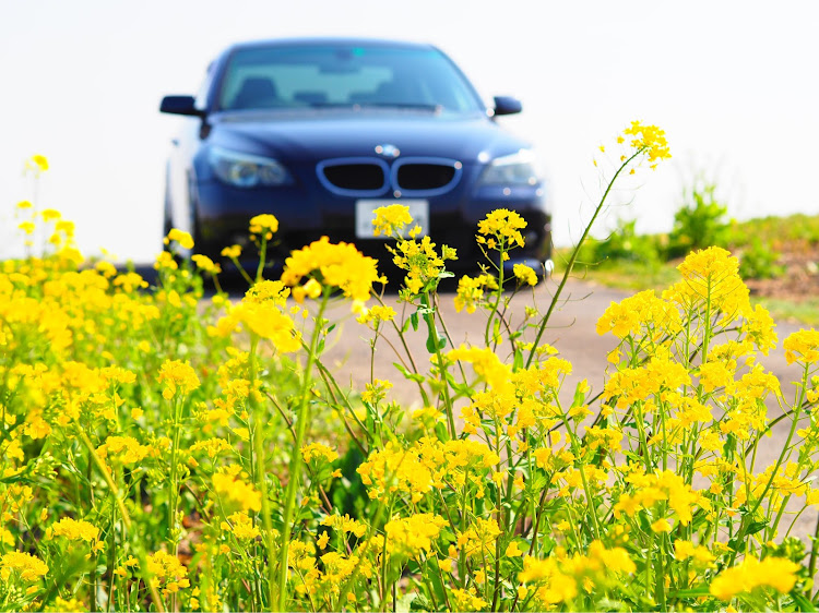 5シリーズ セダンのInfinity self-satisfaction・🐽・黄色とコラボ・AVS Model T5・春の景色に関するカスタム事例の投稿画像2枚目