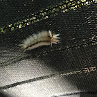 Banded Tussock moth