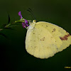 Common grass yellow