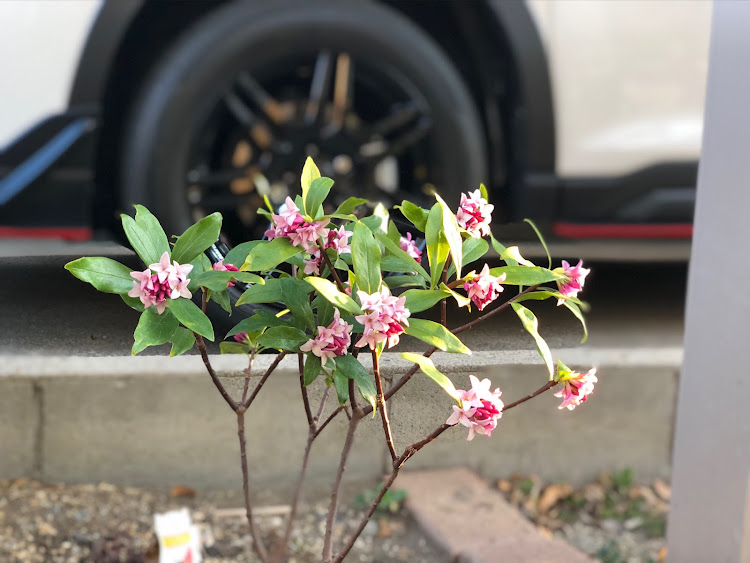 フォレスターの夕方散歩・夕陽・庭の花・SK5・春の風物詩と愛車に関するカスタム事例の投稿画像2枚目