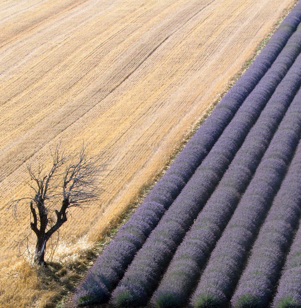 PROVENCE di tizianadesy