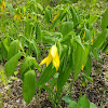 Large-flowered Bellwort