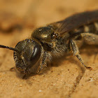 Lasioglossum cf. morio