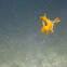 Sargassum Nudiebranch