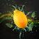 Citron Fond d'Ecran Animé icon