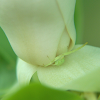 Goldenrod Crab Spider