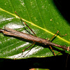 Stick Insect, Phasmid