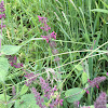 Hedge Woundwort