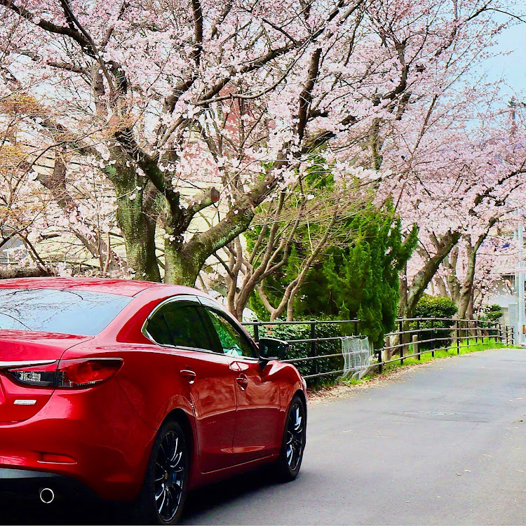 アテンザの桜に関するカスタム事例の投稿画像1枚目