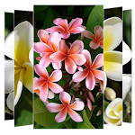 Cover Image of ダウンロード Plumeria Flower Wallpapers 1.0 APK