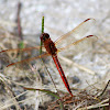 Golden-winged Skimmer Dragonfly