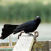 Great-tailed Grackle