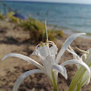 Pancratium Maritimum