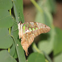 Tailed Jay