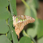 Tailed Jay