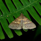 Erebid Moth