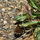 Meadow argus