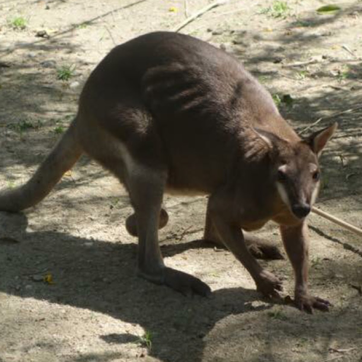 Kangaroo