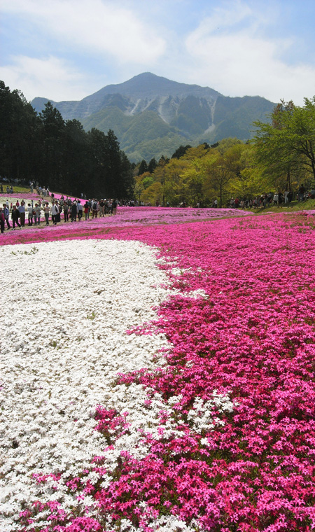 羊山の芝桜