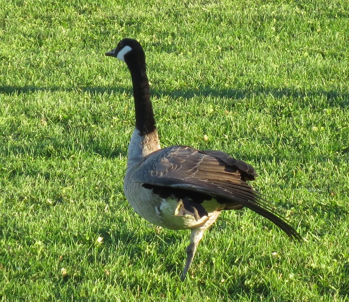 Canada Goose