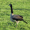 Canada Goose