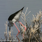 Black-winged Stilt; Cigüeñuela