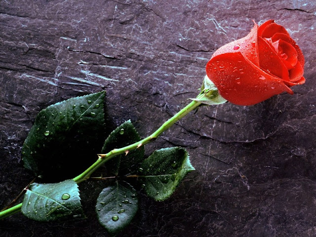 Rosa para Regalar