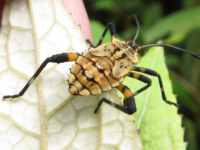 Coreidae. Leaf-footed Bug, nymph