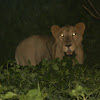 Asiatic Lion