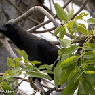 House Crow