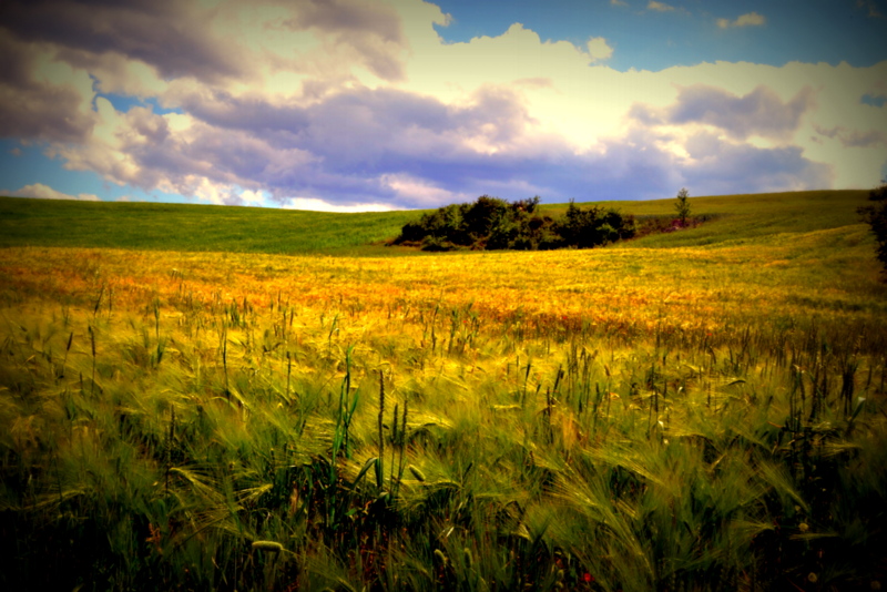 Campo di grano giunto a maturazione di jonatan livingston